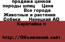 продажа ценков породы шпиц  › Цена ­ 35 000 - Все города Животные и растения » Собаки   . Ненецкий АО,Каратайка п.